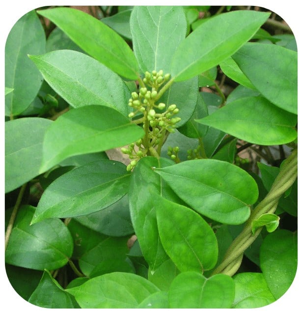 Hidragenix Ingredient Gymnema Sylvestre