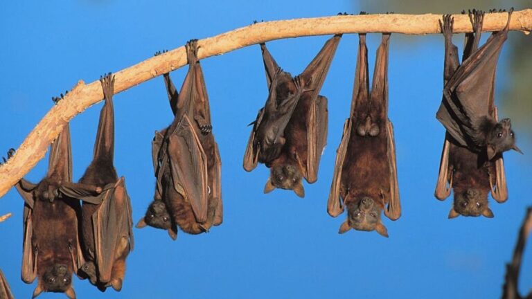 Austin: Bats Can Acquire COVID-19, But Do They Transmit It, Study Reveals!