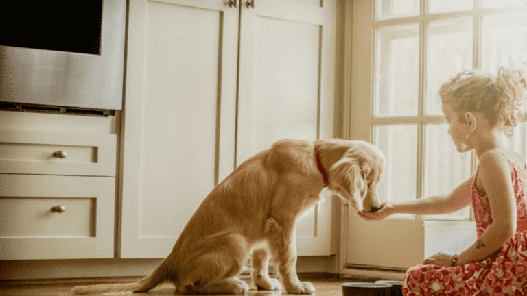 Certain Foods To Pet Dogs May Cause Spreading Antibiotic-Resistant Superbugs!!