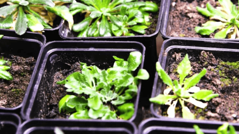 Plants Produce Aspirin To Protect Themselves Against Heat Waves