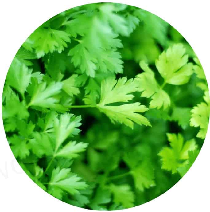 PupLabs Fresh Breathies Ingredient Parsley