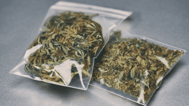 The US States That Have Legalized Recreational Cannabis Are Now Highly Using Marijuana!