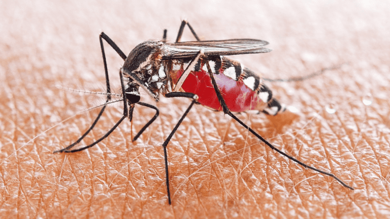 True Facts About Mosquitoes And The Common Mistakes People Make!