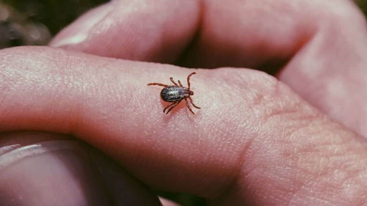 Ticks Carry Powassan Virus