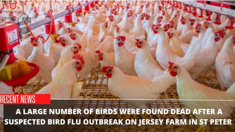 Suspected Bird flow Outbreak In St Peter – Latest Updates!