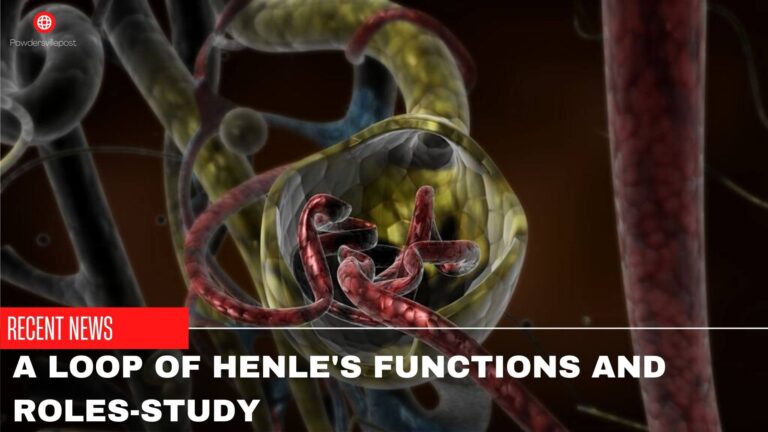 A Loop Of Henle’s Functions And Roles-Study