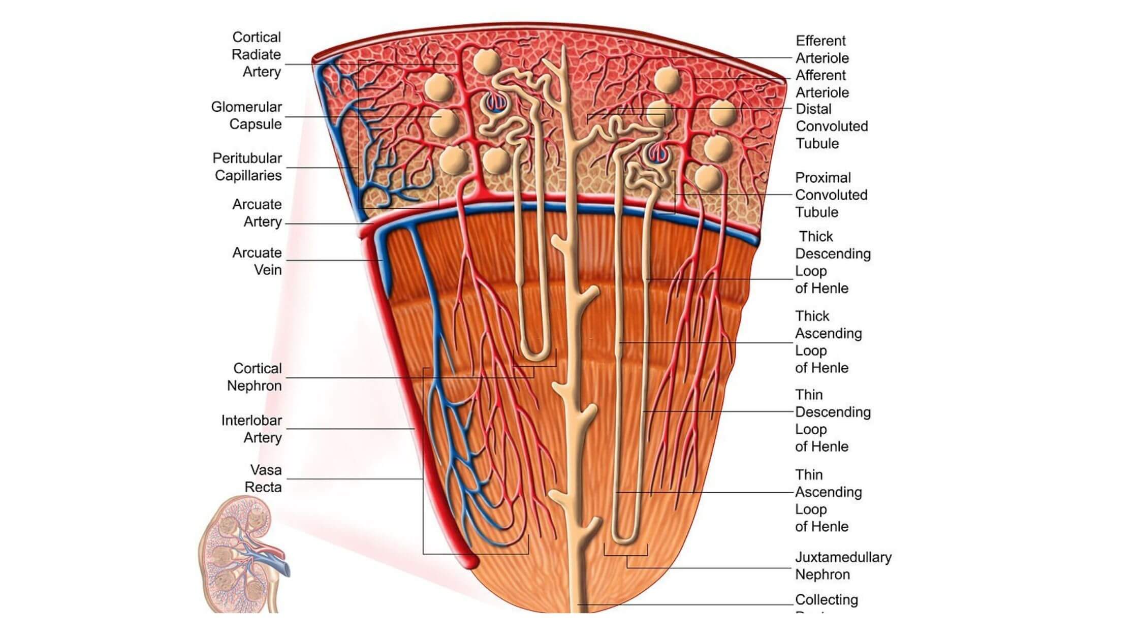 A Loop Of Henle's Functions And Roles
