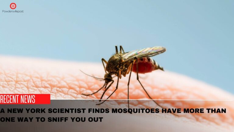 A New York Scientist Finds Mosquitoes Have Many Ways To Sniff You Out