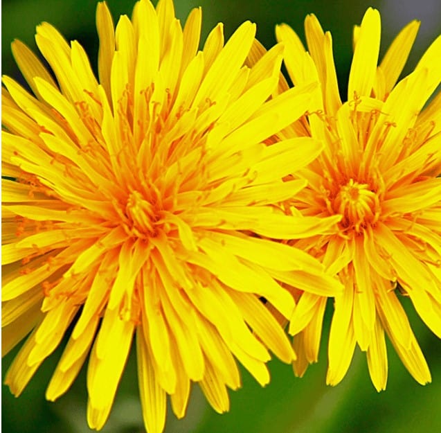 All Day Slimming Tea Ingredient Dandelion