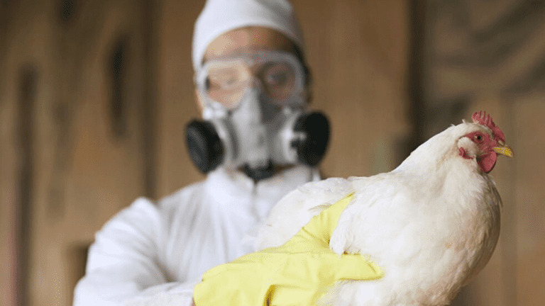 Avian Influenza-Alberta Poultry Spotted Another Case!