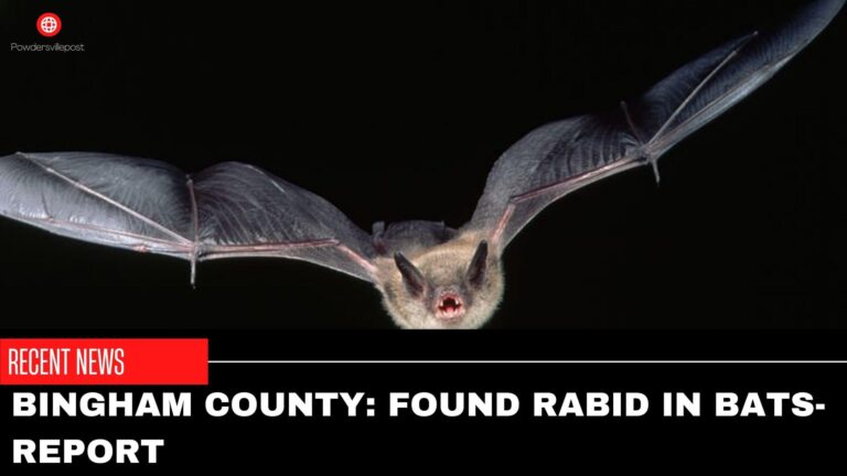 Bingham County: Found Rabid In Bats-Report