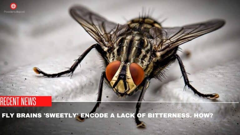 How Fly Brains ‘Sweetly’ Encode A Lack Of Bitterness?