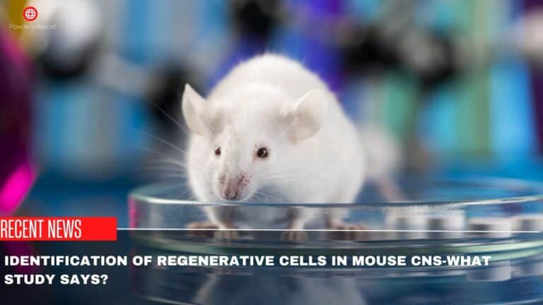 Identification Of Regenerative Cells In Mouse CNS -What Study Says?