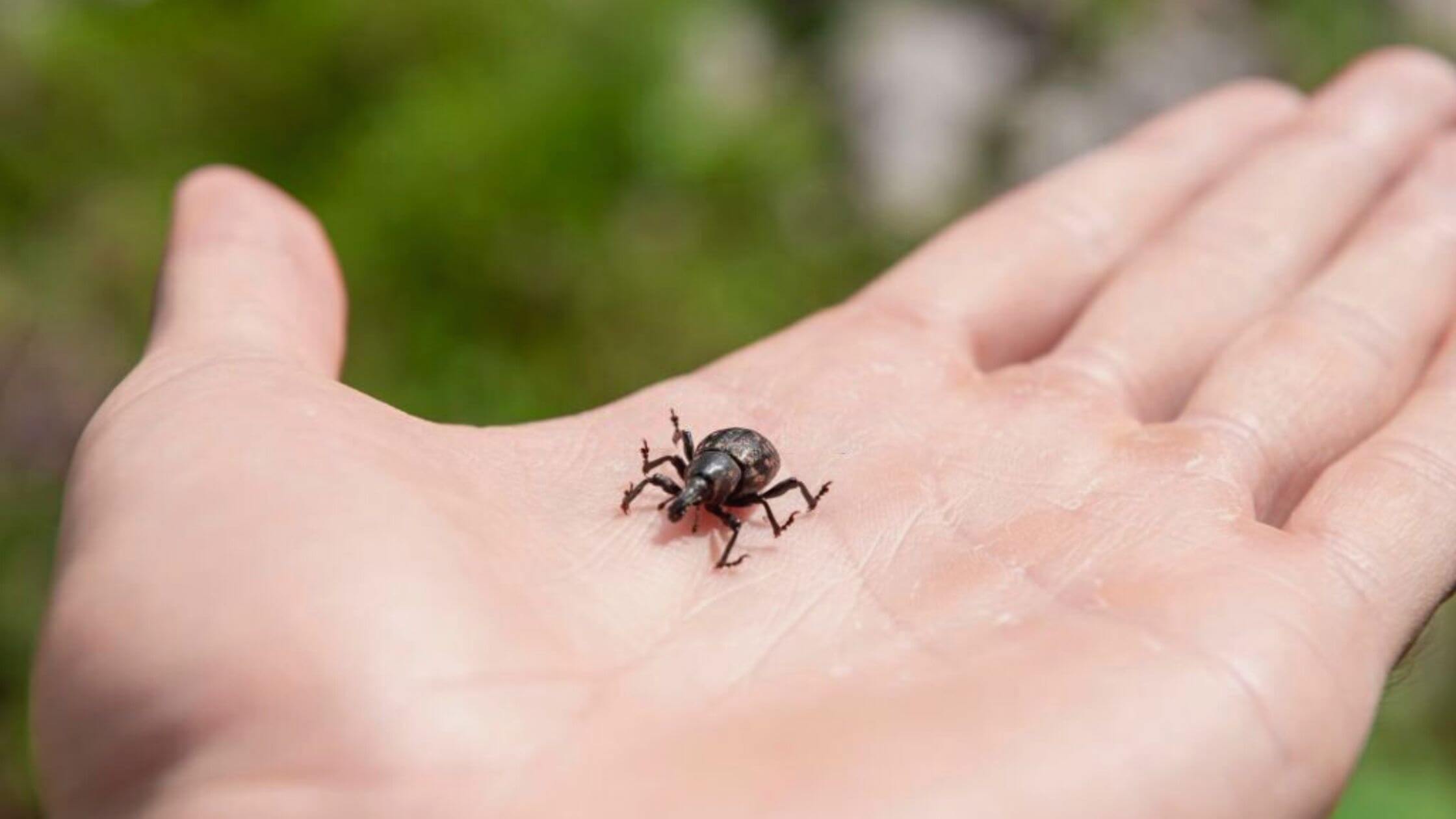 In Addition To Lyme Disease, Tick Bites Can Spread Many Other Viruses Alert