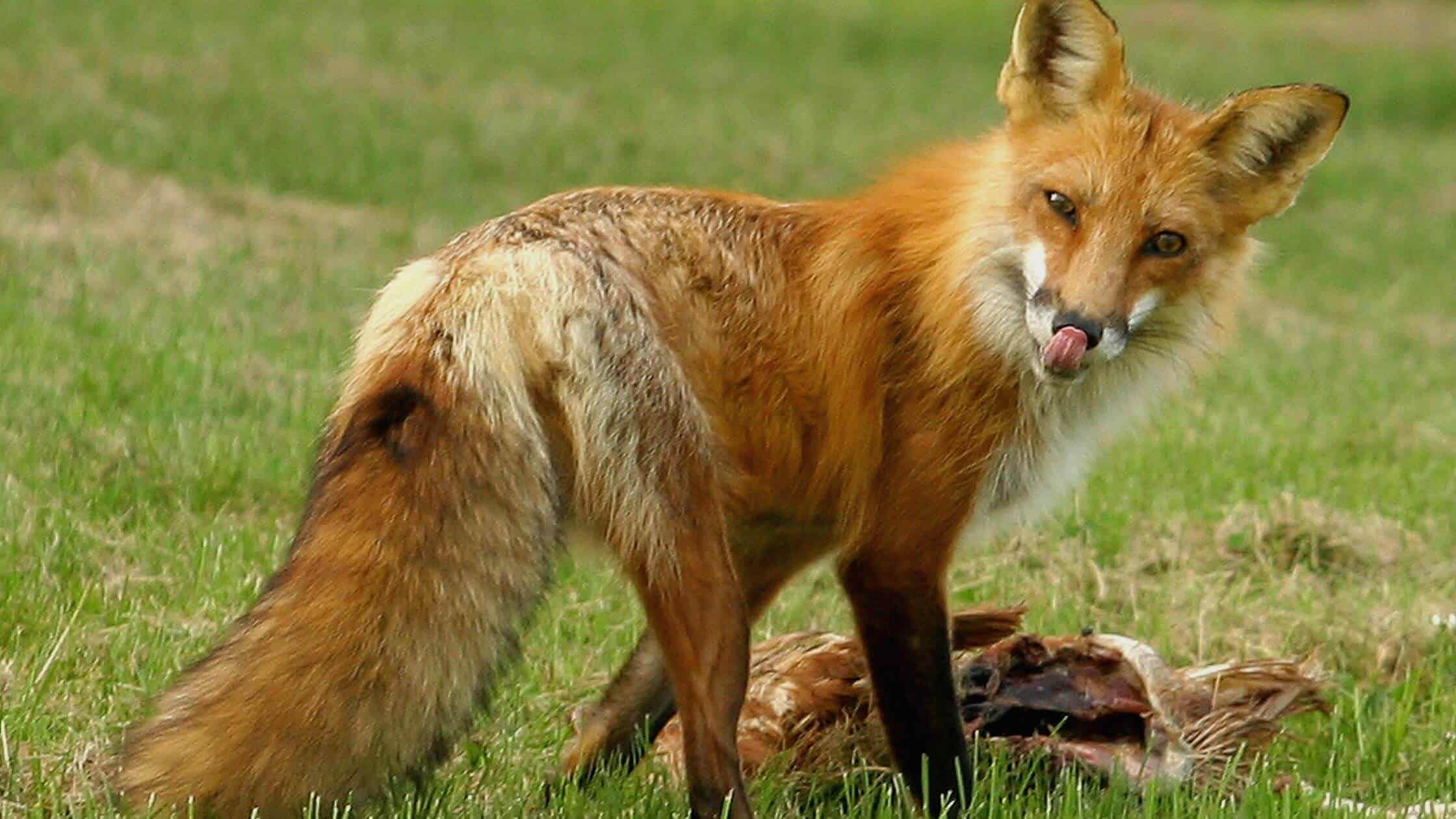 Woman Attacked By Rabid Fox In NY Neighborhood