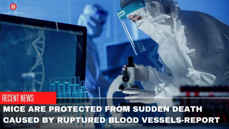 Mice Are Protected From Sudden Death Caused By Ruptured Blood Vessels-Report