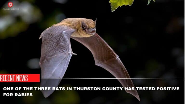 One Of The Three Bats In Thurston County Has Tested Positive For Rabies