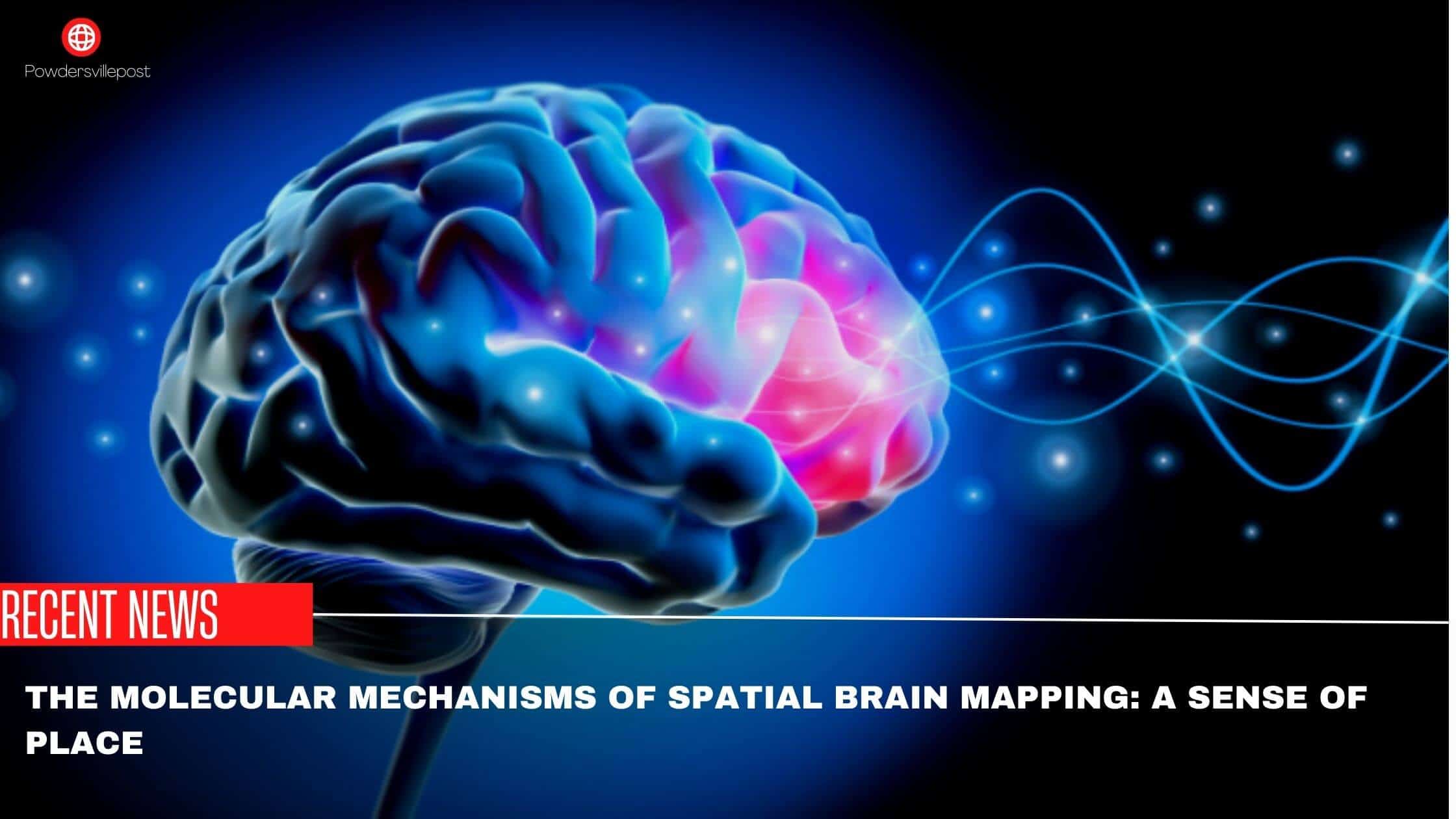 The Molecular Mechanisms Of Spatial Brain Mapping A Sense Of Place