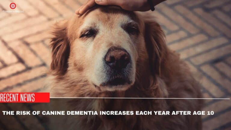 The Risk Of Canine Dementia Increases Each Year After Age 10