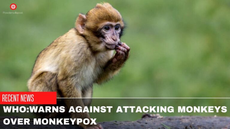 WHO: Warns Against Attacking Monkeys Over Monkeypox