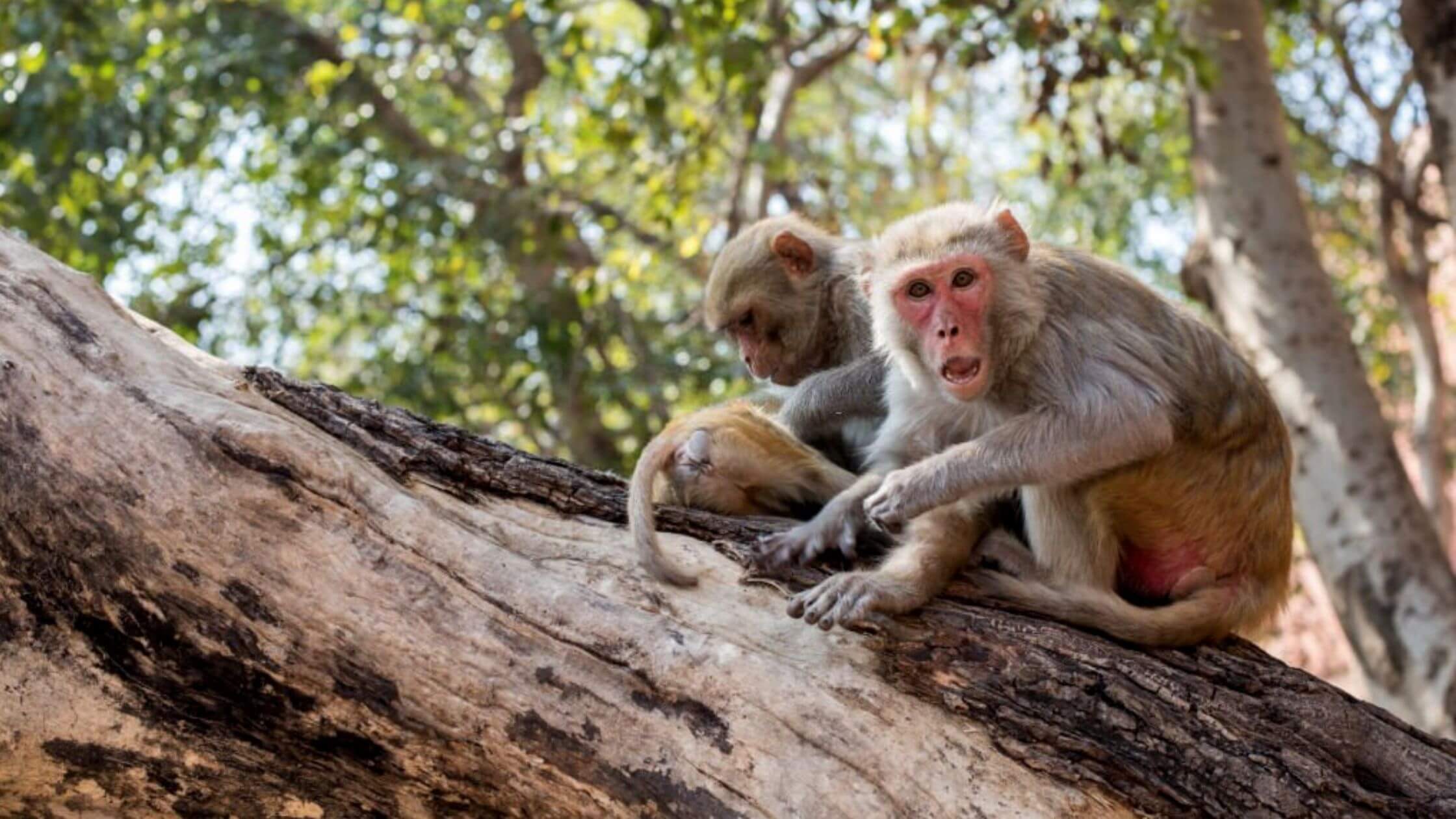 WHO Warns Against Attacking Monkeys Over Monkeypox Study