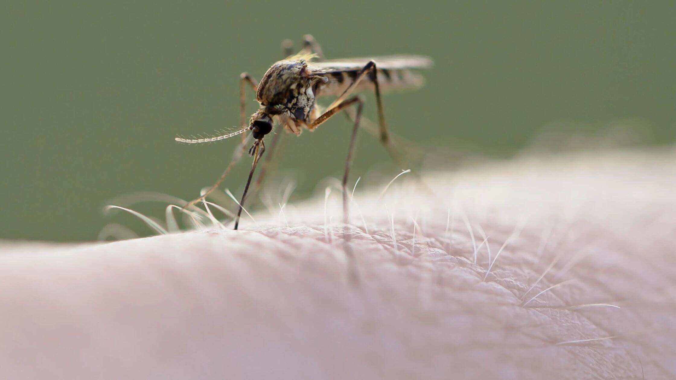 West Nile Virus Was Detected In 2 New York City Residents And A Record Number Of Mosquitoes.