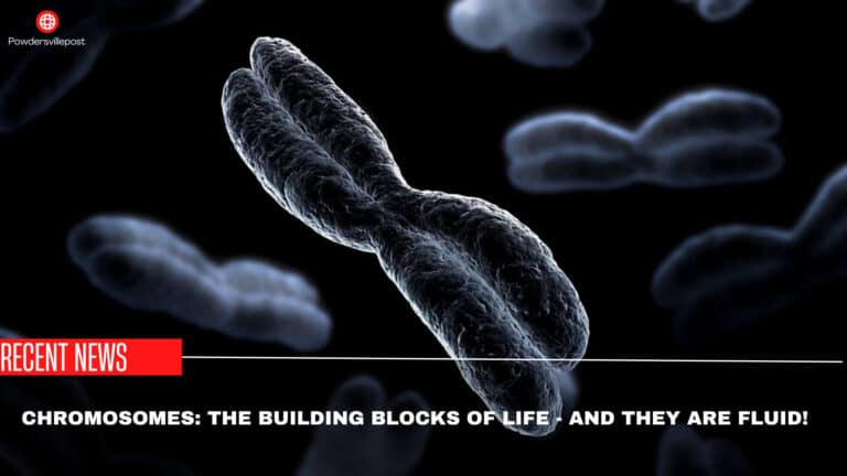 Chromosomes: The Building Blocks Of Life – And They Are Fluid!