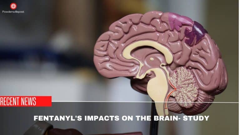 Fentanyl’s Impacts On The Brain – Study