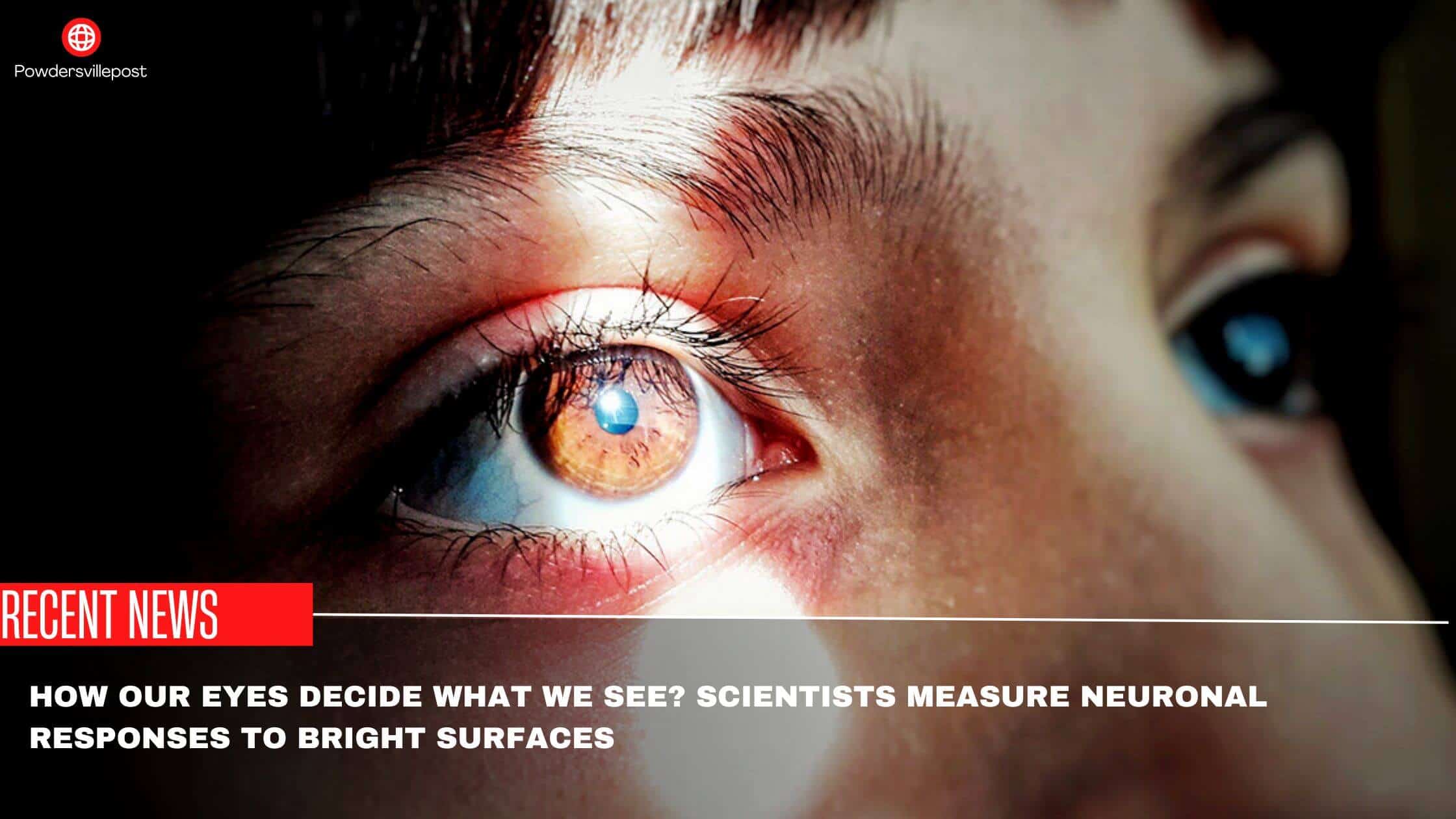 How Our Eyes Decide What We See Scientists Measure Neuronal Responses To Bright Surfaces