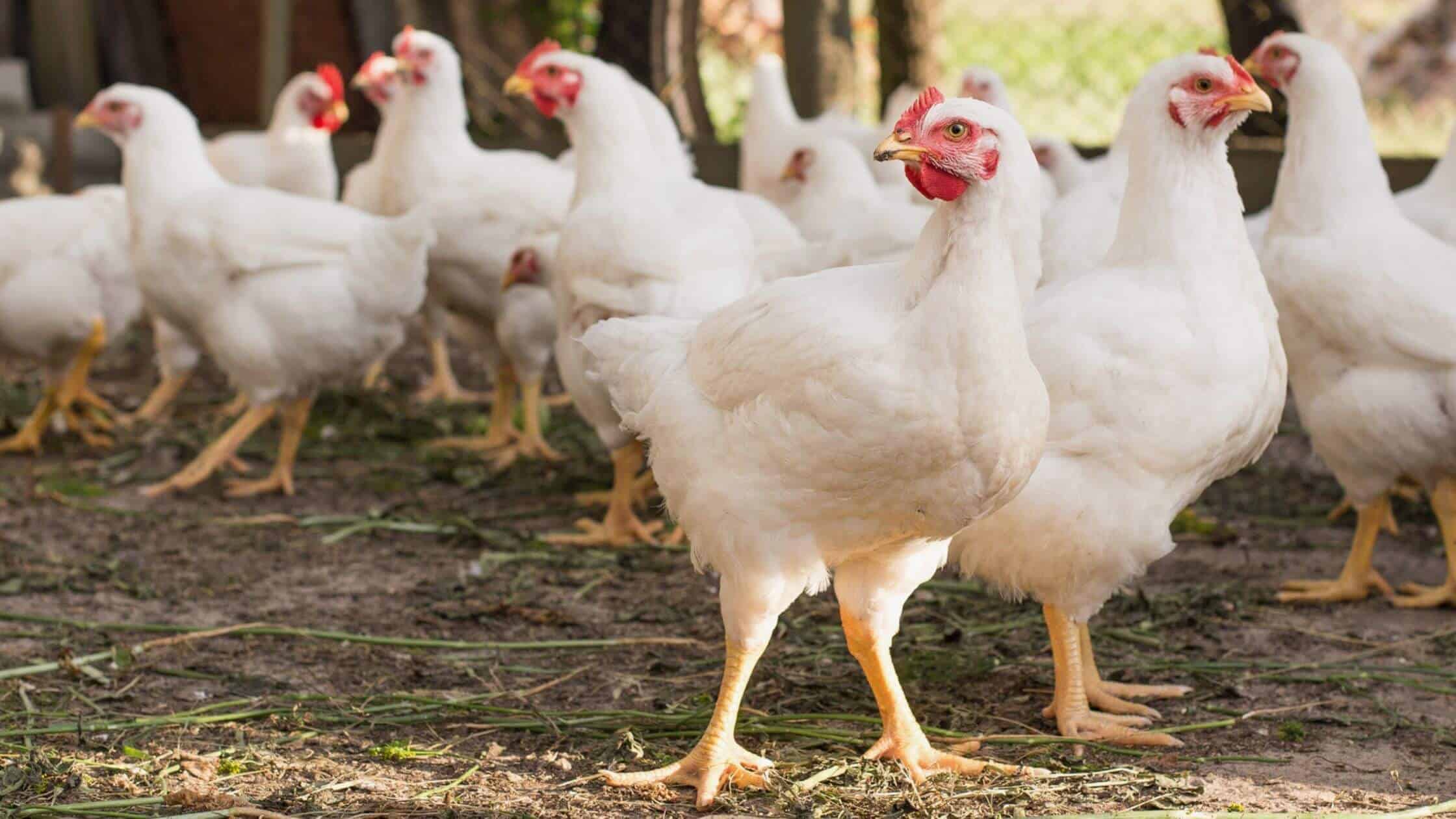  Bird Flu Found In West Tennessee- TN Poultry Exhibit Ends