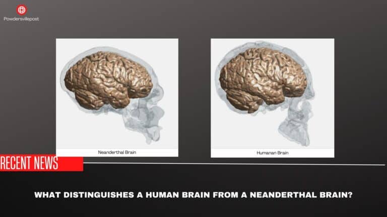 What Distinguishes A Human Brain From A Neanderthal Brain?