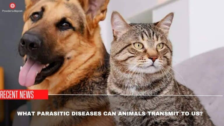 What Parasitic Diseases Can Animals Transmit To Us?