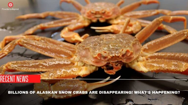 Billions Of Alaskan Snow Crabs Are Disappearing! What’s Happening?