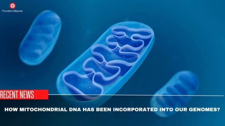 How Mitochondrial DNA Has Been Incorporated Into Our Genomes?