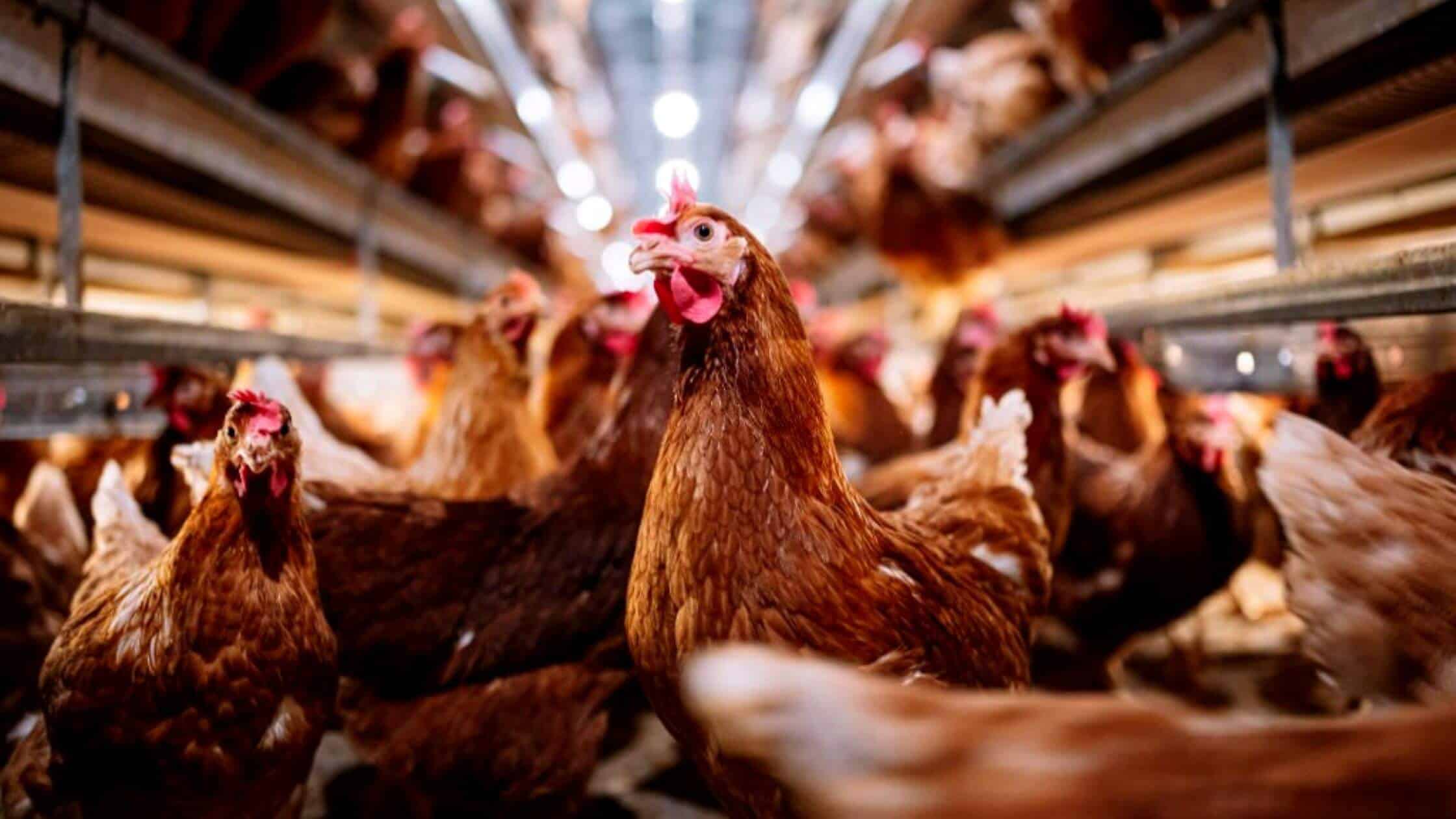 Madison County Poultry Has Been Found To Have Avian Influenza