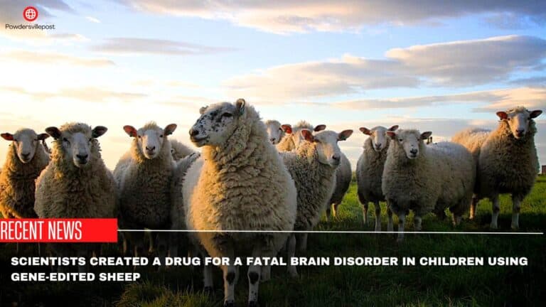 Scientists Created A Drug For A Fatal Brain Disorder In Children Using Gene-Edited Sheep