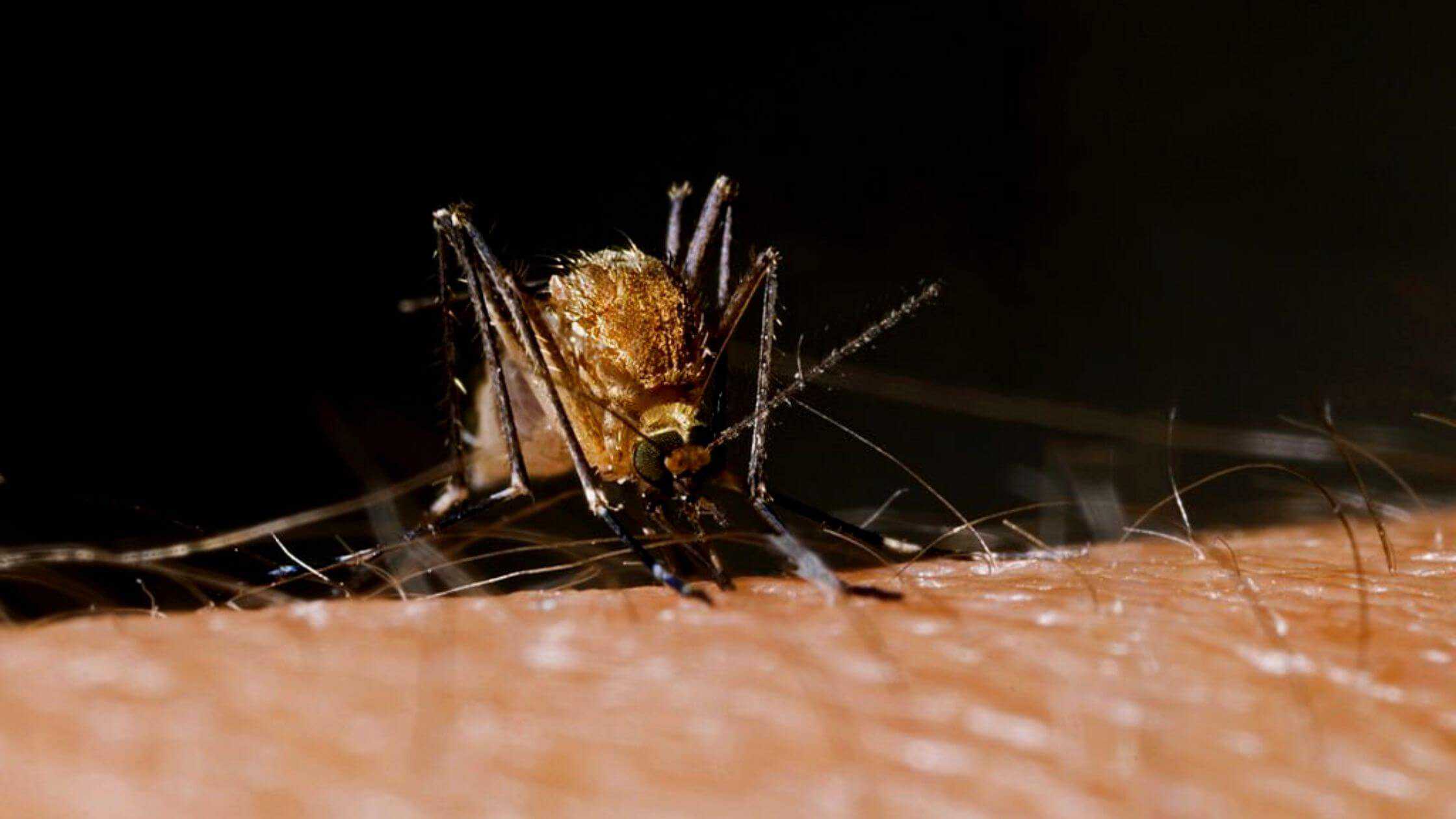 West Nile Virus First Human Case In Rockland This Season