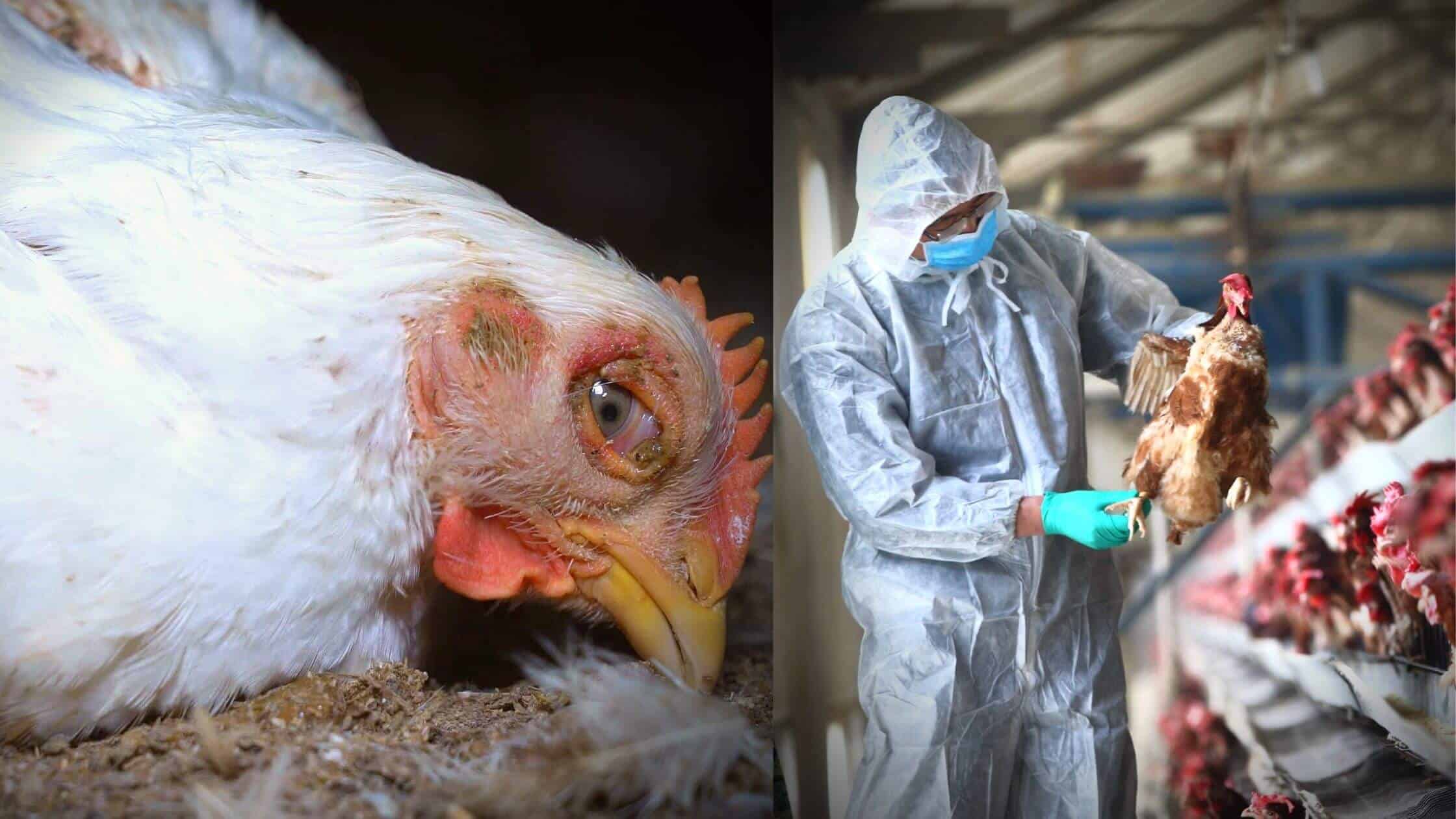 According To Nebraska Avian Flu Case Number 13 For The State